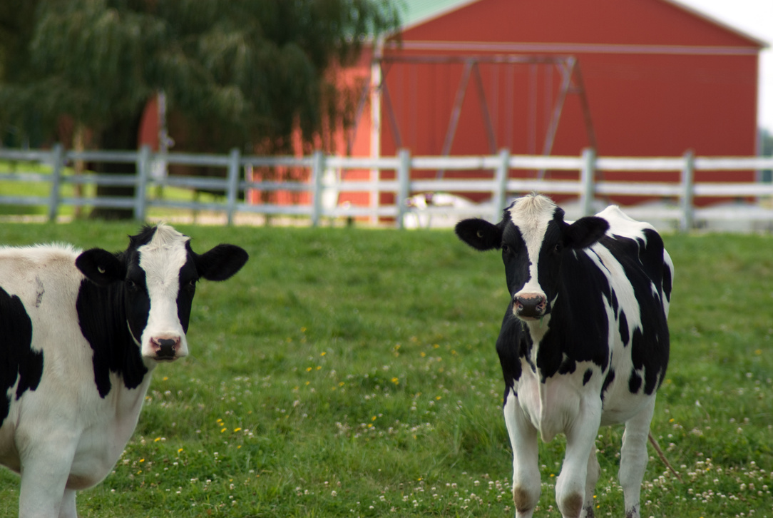 Holstein Heifers